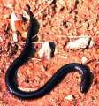 Amphiuma (species uncertain)