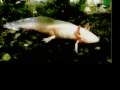 Leucistic Axolotl