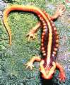 Emperor/Crocodile Newt