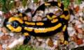 Fire Salamander