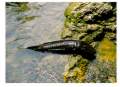 Giant Salamander leaving the water