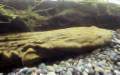 Cryptobranchus allegianensis (Hellbender)