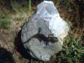 Sardinian Cave Salamander