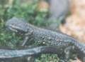 Parmesotriton newt (species unknown)