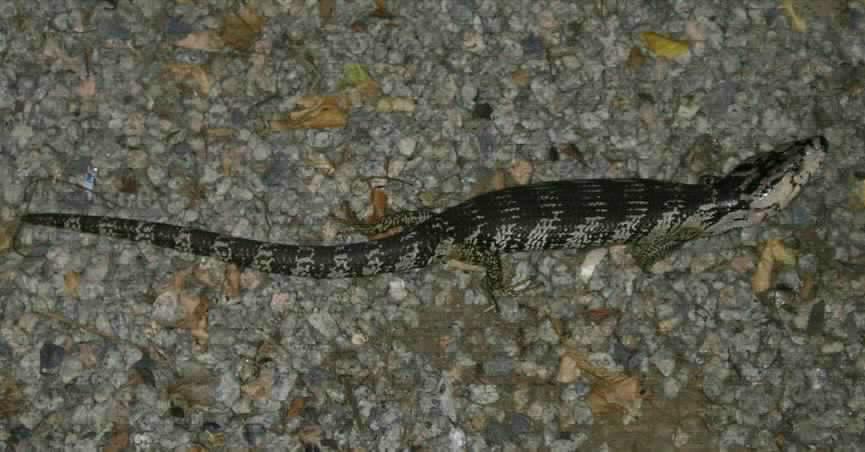 Pink-Tongue Skink, Queensland 2004. Picture by H Elbony 2004. TARGET= _top