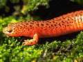 Pseudotriton ruber (Northern Red Salamander)
