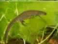 Alpine Newt