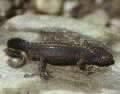 Alpine Newt