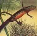 Triturus helveticus (Palmate Newt)