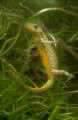 Italian Newt