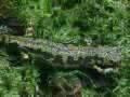 Triturus marmoratus (Marbled Newt)